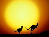 pic for Kangaroo At Sunset 